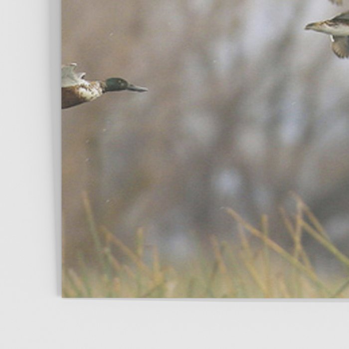 Ducks in Autumn Flight Poster Gallery Image 3