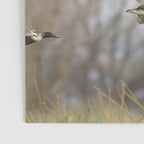 Ducks in Autumn Flight Poster Gallery Image 3