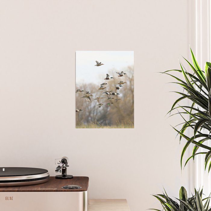 Ducks in Autumn Flight Poster Gallery Image 2