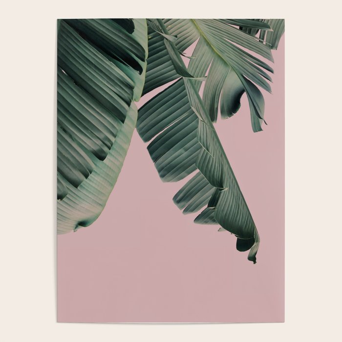 Banana Leaf Blush Poster Gallery Image 1