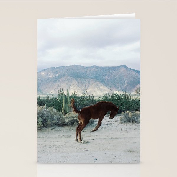Bucking in Baja Stationery Card Gallery Image 2