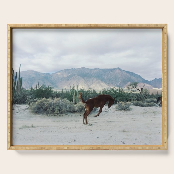 Bucking in Baja Serving Tray Gallery Image 1