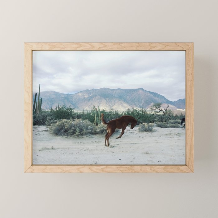 Bucking in Baja Mini Art Print Gallery Image 1