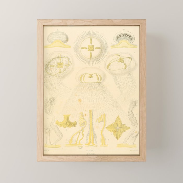 Jellyfish by Ernst Haeckel from his monograph of deep-sea medusae (1879) Mini Art Print Gallery Image 1