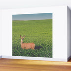 Clover Fields Wall Mural Gallery Image 2