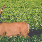 Clover Fields Coffee Mug Gallery Image 2