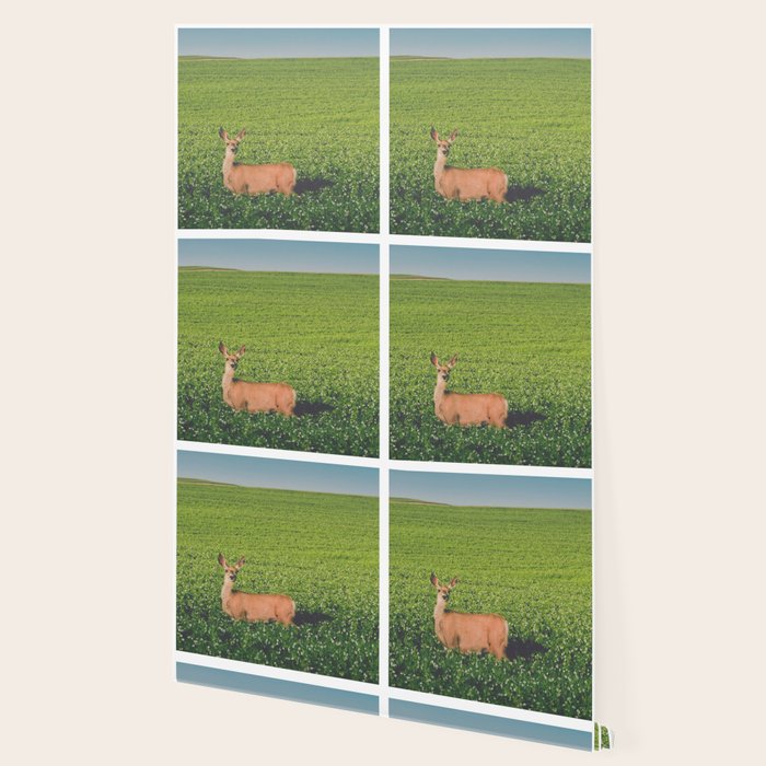 Clover Fields Wallpaper Gallery Image 2