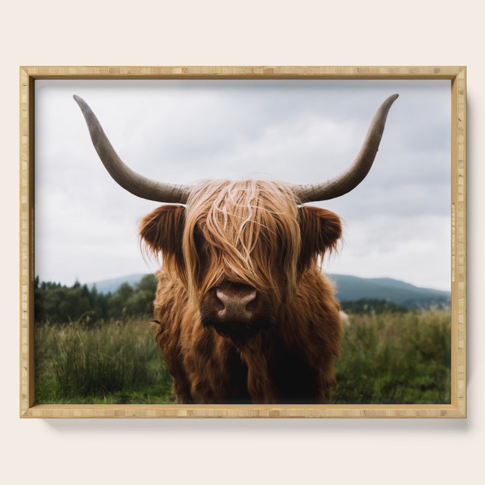 Scottish Highland Cattle Portrait Serving Tray Gallery Image 1