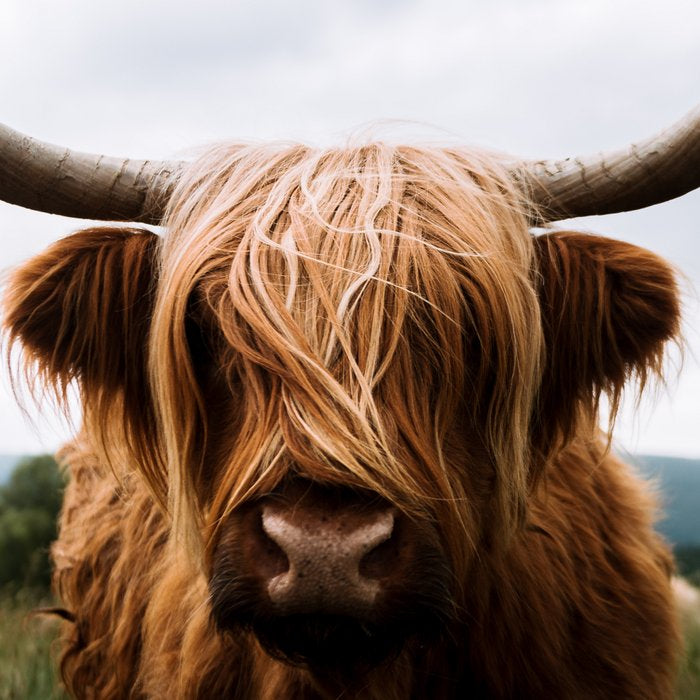 Scottish Highland Cattle Portrait Coffee Mug Gallery Image 2