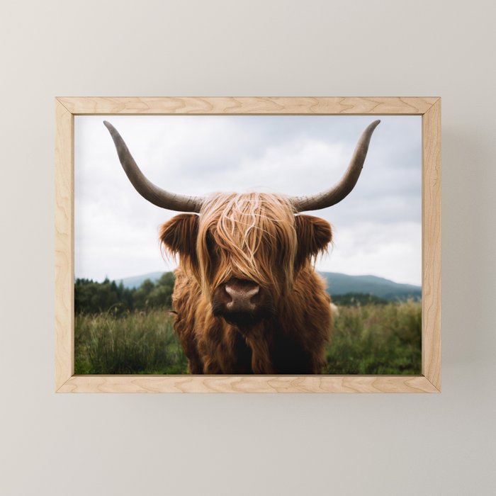 Scottish Highland Cattle Portrait Mini Art Print Gallery Image 1