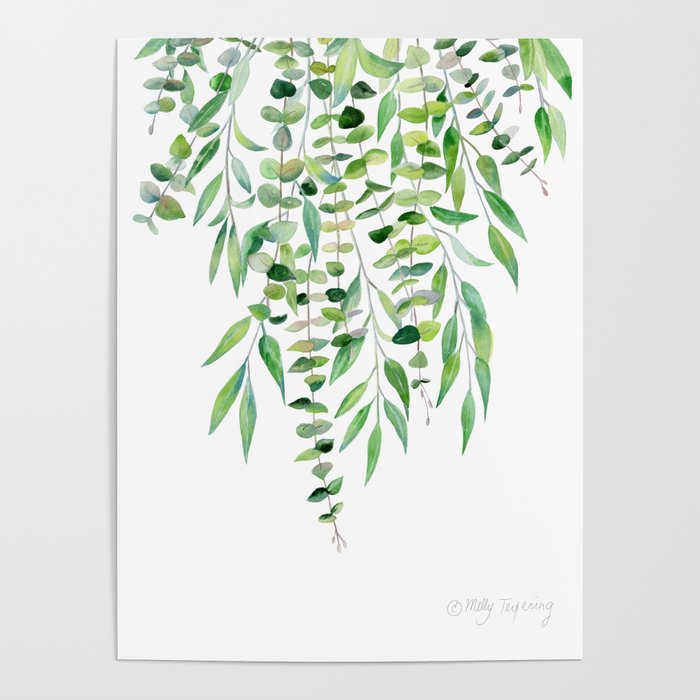 Mixed Eucalyptus  Poster Gallery Image 4