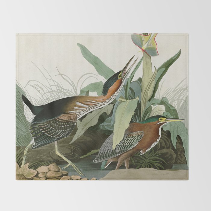 Green Heron - John James Audubon Birds of America Throw Blanket Gallery Image 2