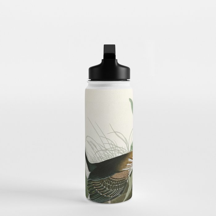 Green Heron - John James Audubon Birds of America Water Bottle Gallery Image 3