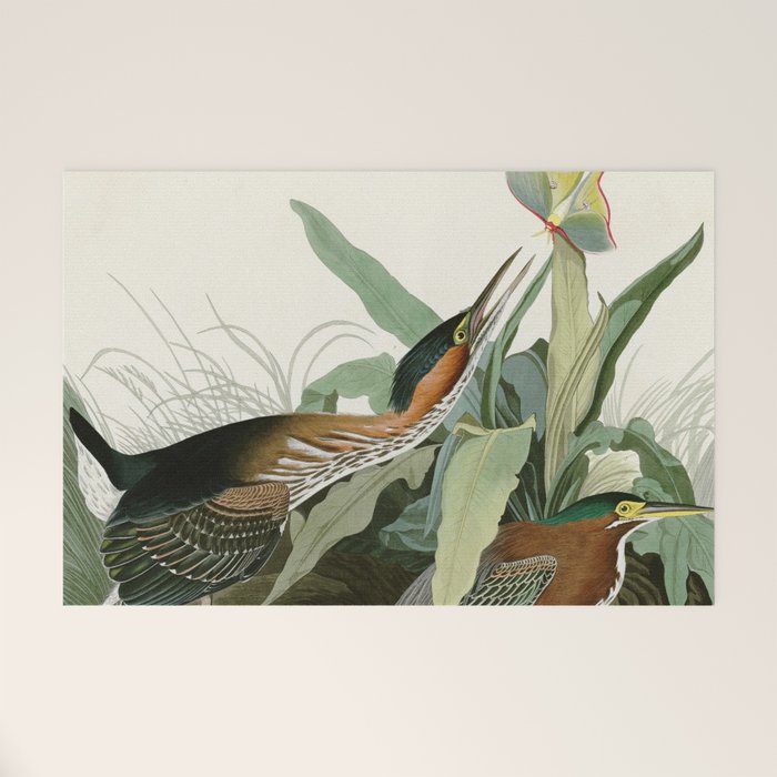 Green Heron - John James Audubon Birds of America Welcome Mat Gallery Image 1