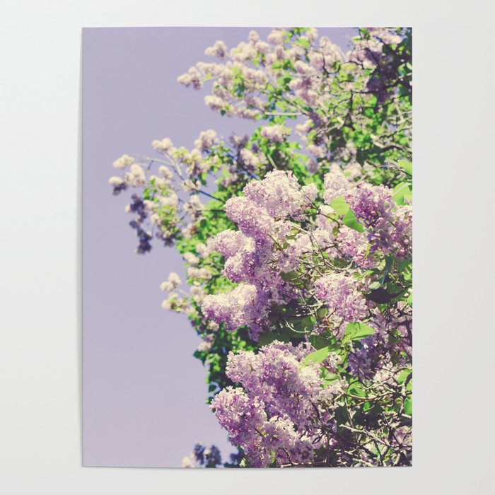 Lilac Flowers Poster Gallery Image 4