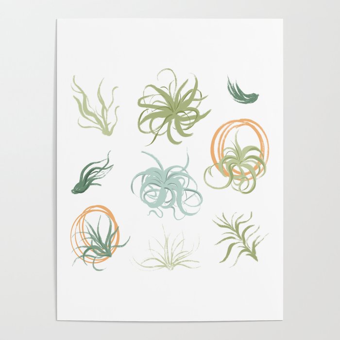 Air Plants Poster Gallery Image 4