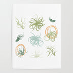 Air Plants Poster Gallery Image 4