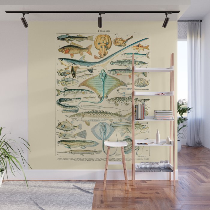 Vintage Fishing Diagram // Poissons II by Adolphe Millot 19th Century Science Textbook Artwork Wall Mural Gallery Image 1