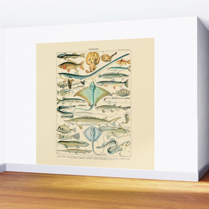 Vintage Fishing Diagram // Poissons II by Adolphe Millot 19th Century Science Textbook Artwork Wall Mural Gallery Image 2