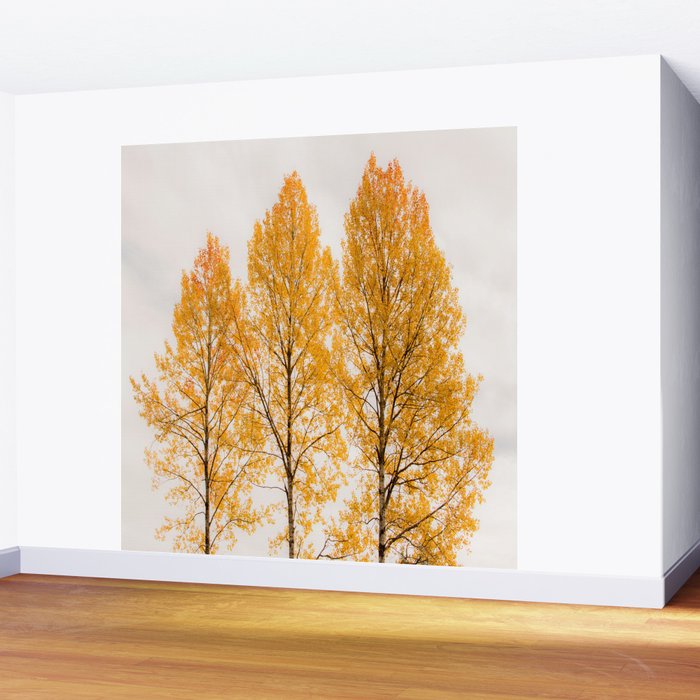 Aspen Trees #decor #society6 #buyart Wall Mural Gallery Image 2