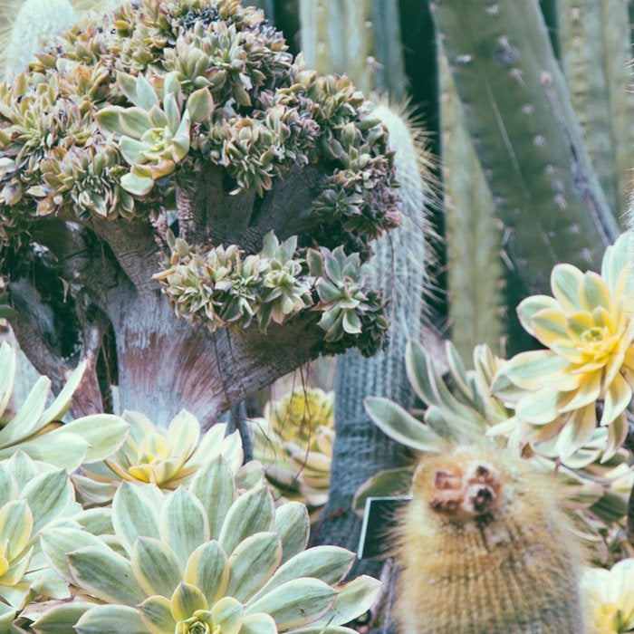 Cactus Garden #4 - Boho Botanical Coffee Mug Gallery Image 2