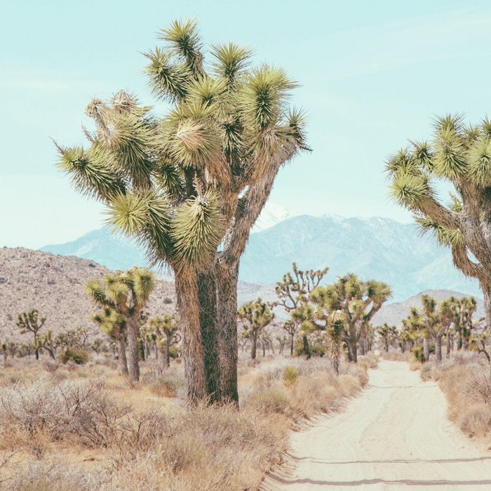 Desert Path - Joshua Tree Landscape, Nature Photography Coffee Mug Gallery Image 2