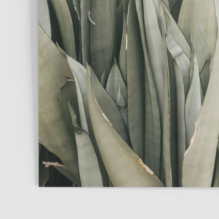 Moonshine Snake Plant Poster Gallery Image 3