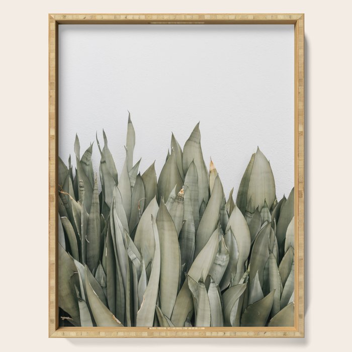 Moonshine Snake Plant Serving Tray Gallery Image 1