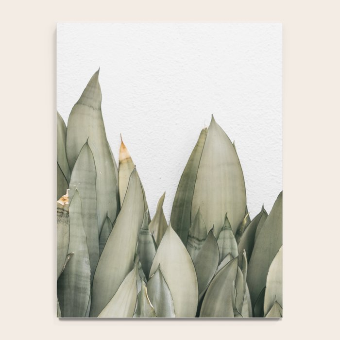 Moonshine Snake Plant Notebook Gallery Image 4