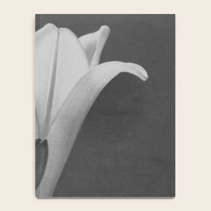 Tulip Blossoms floral black and white photography / photograph Notebook Gallery Image 4