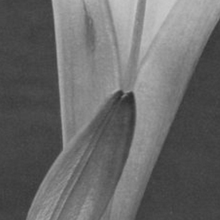 Tulip Blossoms floral black and white photography / photograph Coffee Mug Gallery Image 2