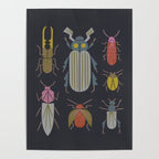 Beetle Specimens Poster Gallery Image 4