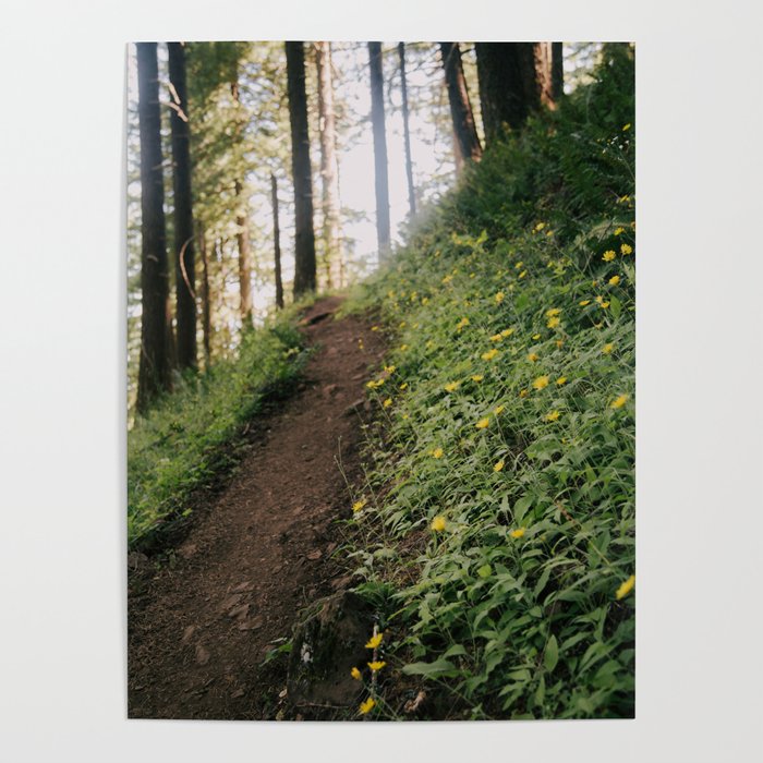 Dandelion Trail Poster Gallery Image 4