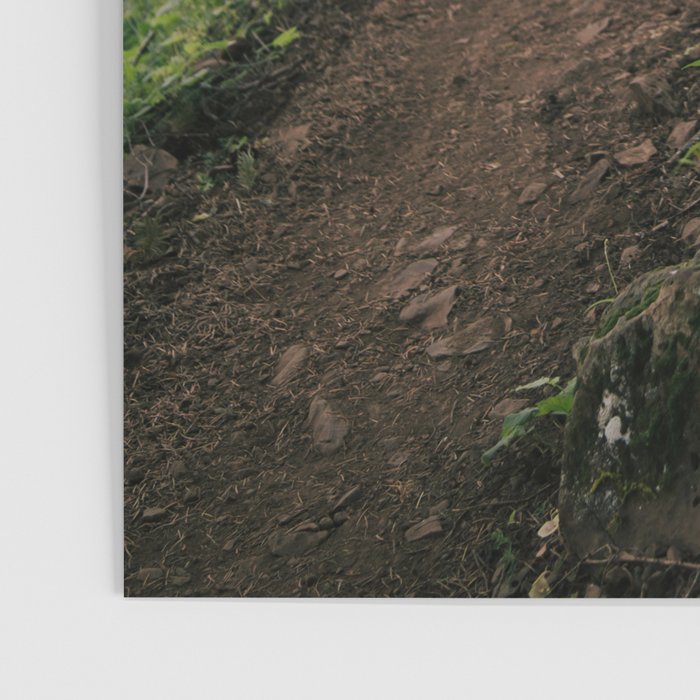 Dandelion Trail Poster Gallery Image 3