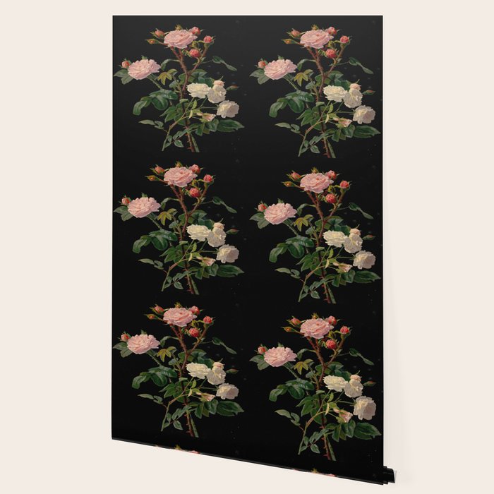 Vintage Botanical Illustration Beautiful Lush Roses Flowers Black Background Wallpaper Gallery Image 2