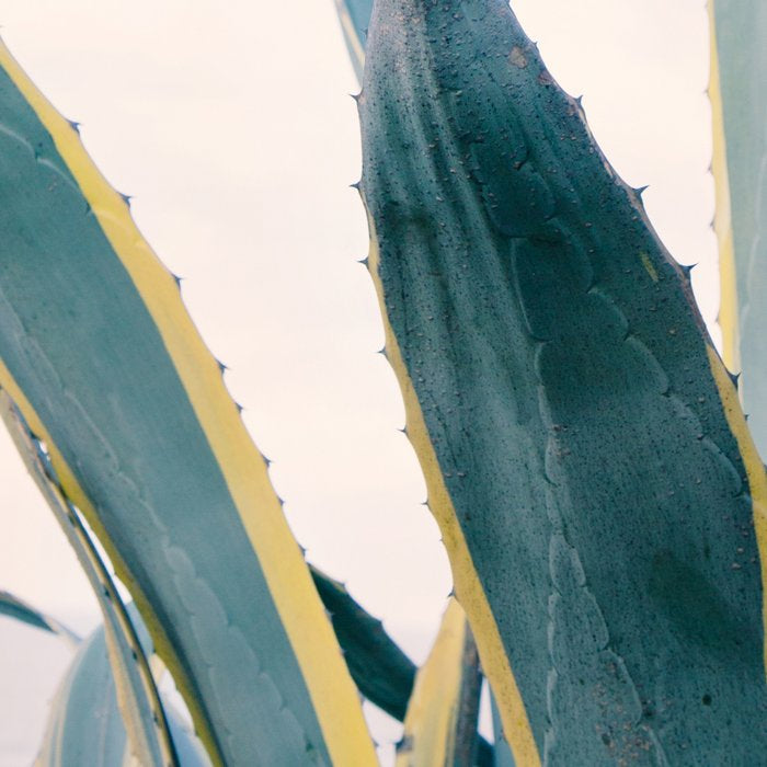 Coastal Agave Cactus Coffee Mug Gallery Image 2