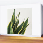 Sansevieria Wall Mural Gallery Image 2