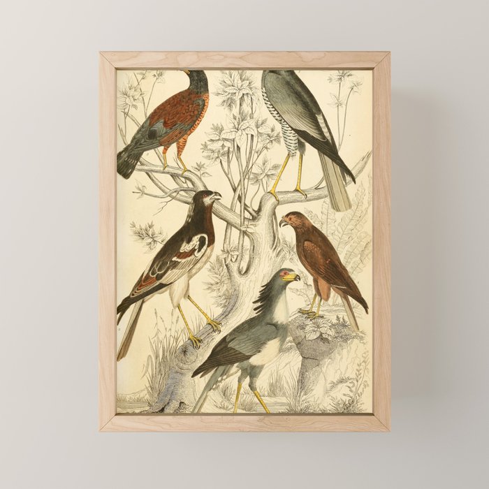 Harrier hawks from The Edinburgh Journal, 1835 (benefitting The Nature Conservancy) Mini Art Print Gallery Image 1