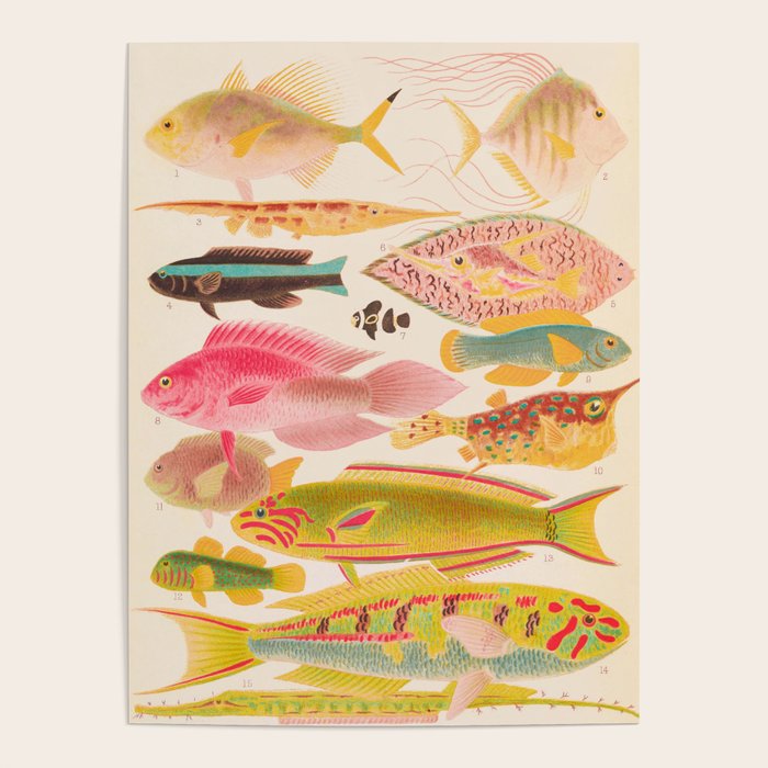 Colorful Tropical Fishes Vintage Sea Life Illustration Poster Gallery Image 4