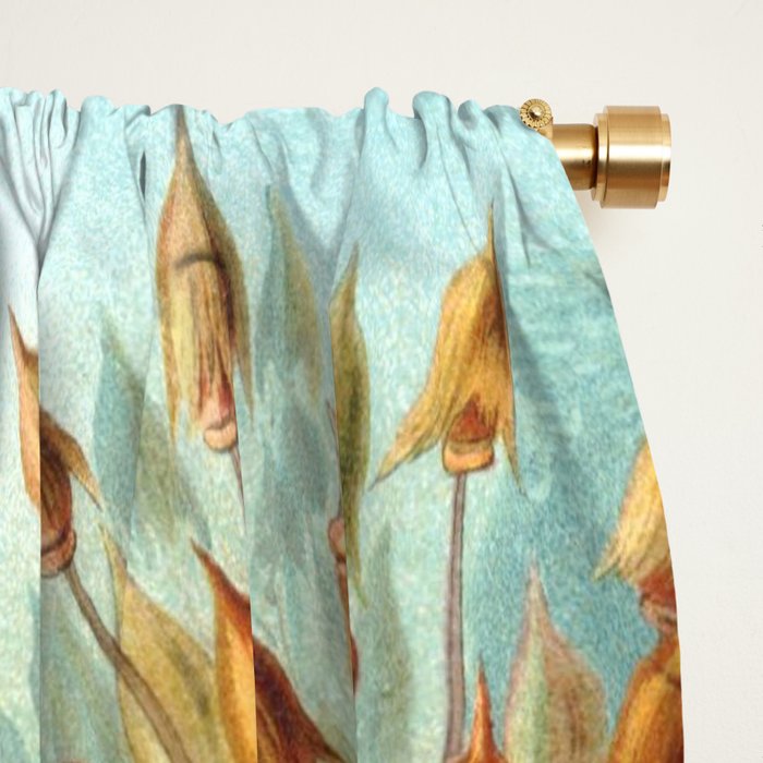 Ernst Haeckel Muscinae Microscopic Landscape Window Curtain Gallery Image 2