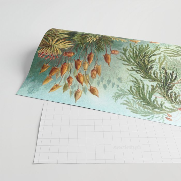 Ernst Haeckel Muscinae Microscopic Landscape Wrapping Paper Gallery Image 2