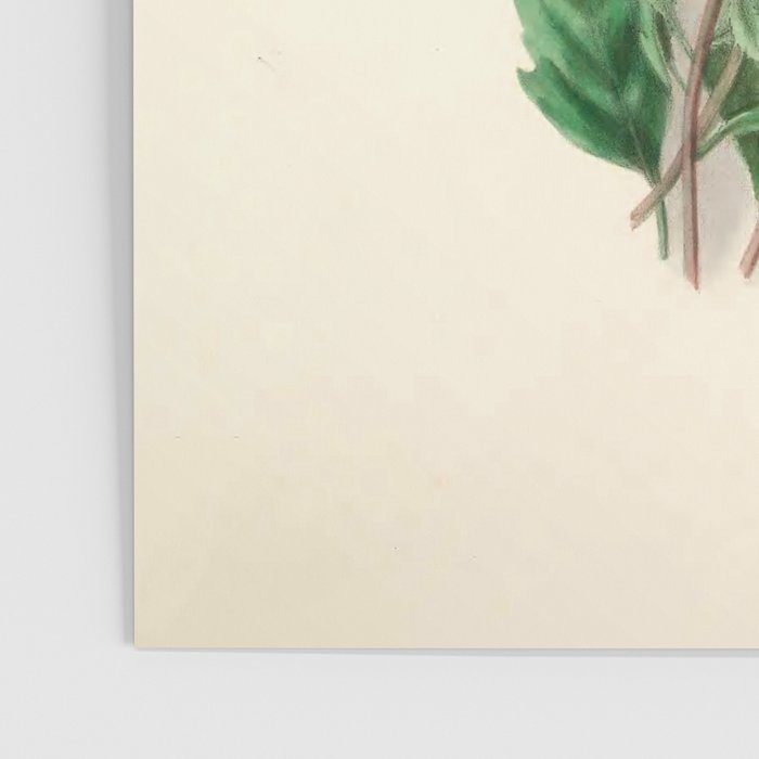  Asters by Clarissa Munger Badger, "Floral Belles," 1866 (benefitting The Nature Conservancy) Poster Gallery Image 3
