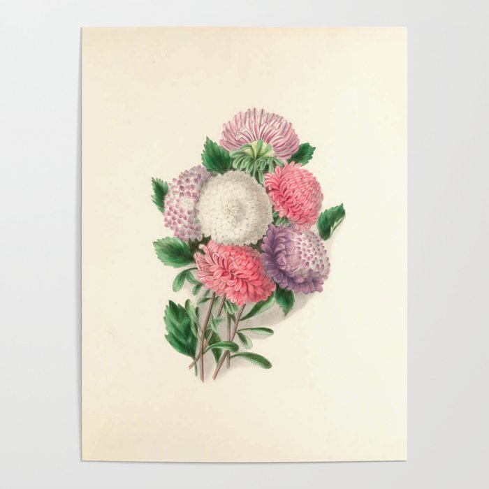  Asters by Clarissa Munger Badger, "Floral Belles," 1866 (benefitting The Nature Conservancy) Poster Gallery Image 1