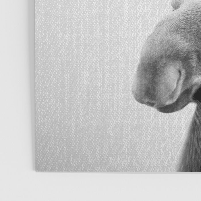 Moose - Black & White Poster Gallery Image 3