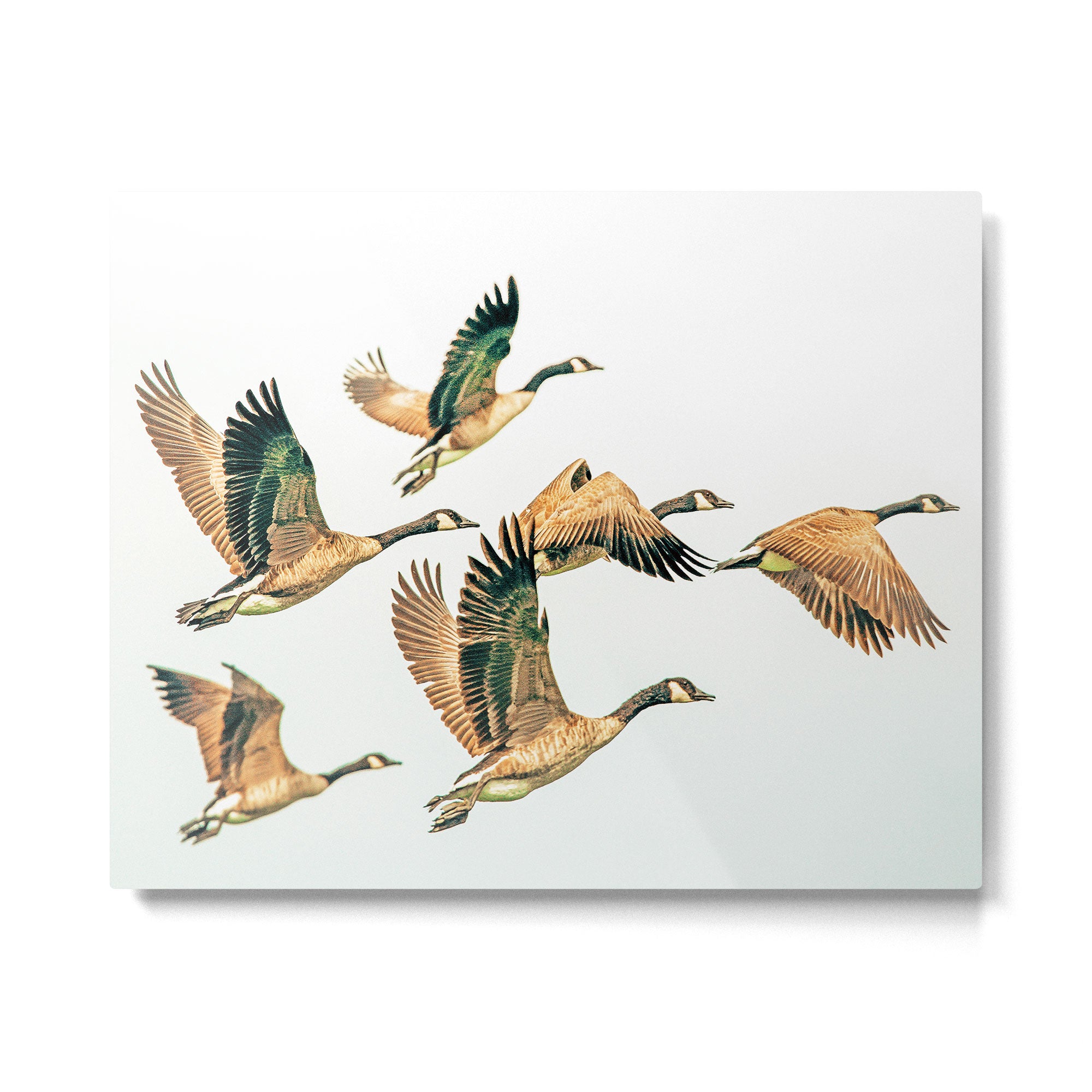 Fly Away || #photography #birds Metal Print Gallery Image 4