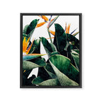 Paradise Bird, Nature Botanical Plant Floral, Tropical Garden Watercolor Painting Framed Canvas Print Gallery Image 6