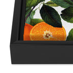 The Forbidden Orange #society6 #decor #buyart Framed Canvas Print Gallery Image 3