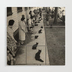 Black Cats Auditioning in Hollywood black and white photograph Wood Wall Art Gallery Image 1