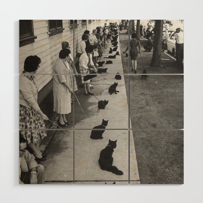 Black Cats Auditioning in Hollywood black and white photograph Wood Wall Art Gallery Image 1