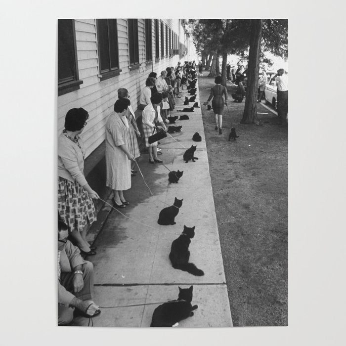 Black Cats Auditioning in Hollywood black and white photograph Poster Gallery Image 4